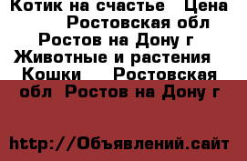 Котик на счастье › Цена ­ 100 - Ростовская обл., Ростов-на-Дону г. Животные и растения » Кошки   . Ростовская обл.,Ростов-на-Дону г.